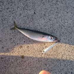 初のベイトタックル